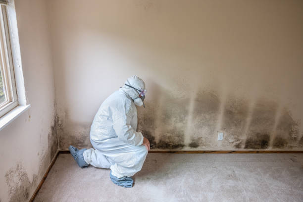 Attic Mold Removal in Erma, NJ